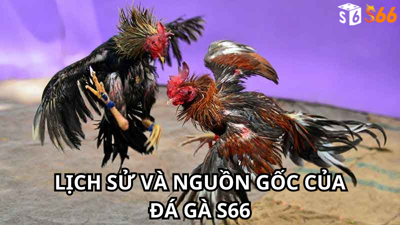 Lịch sử và Nguồn Gốc Của Đá Gà s66
