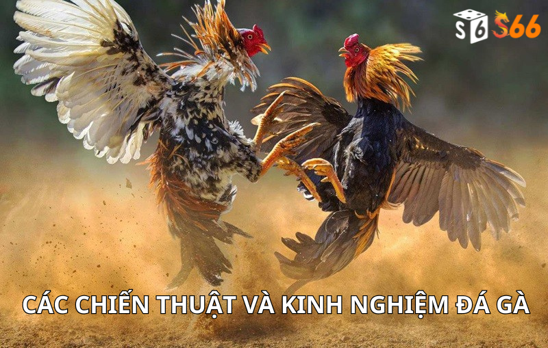 Các Chiến Thuật Và Kinh Nghiệm Đá Gà