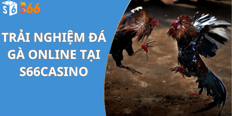 Trải Nghiệm Đá Gà Online Tại S66Casino
