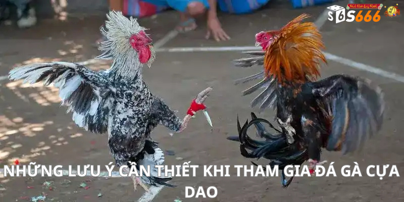 Những lưu ý cần thiết khi tham gia đá gà cựa dao